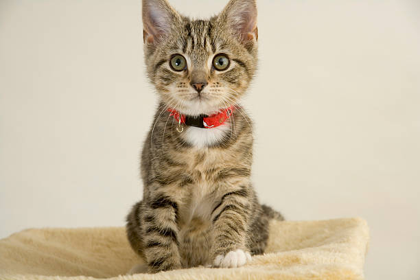 istock Cute kitten staring wide eyed at the camera 172868094