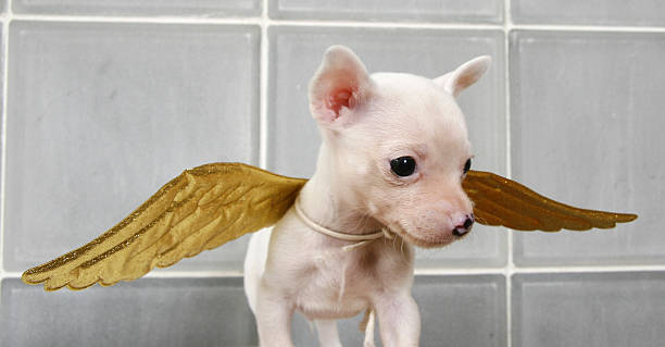 istock golden wings 172868118