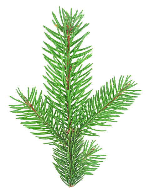 istock Christmas Tree branch isolated on a white background. Green pine branch with needles. 1728681379