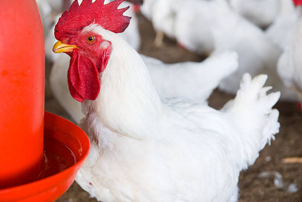 bratrost-huhn - chicken hatchery stock-fotos und bilder