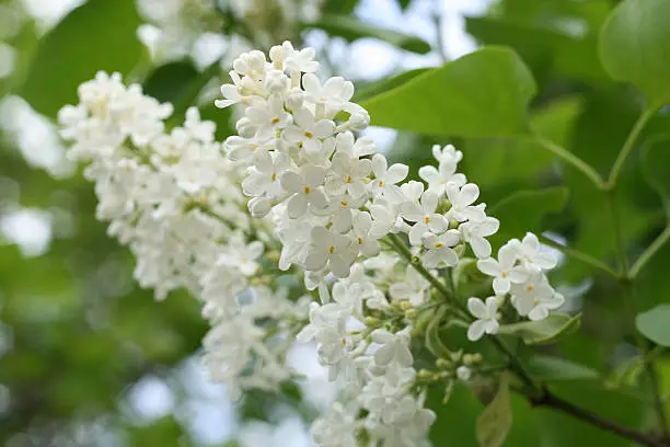 Photo of white lilac