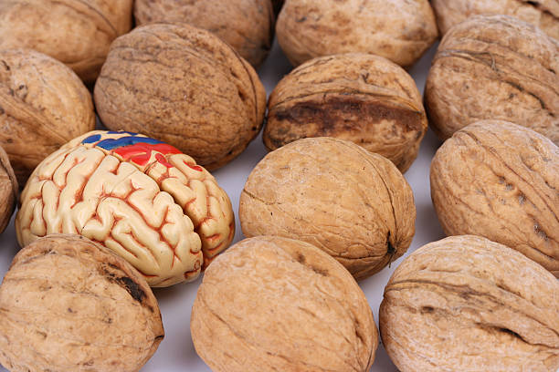 Brain and nuts stock photo