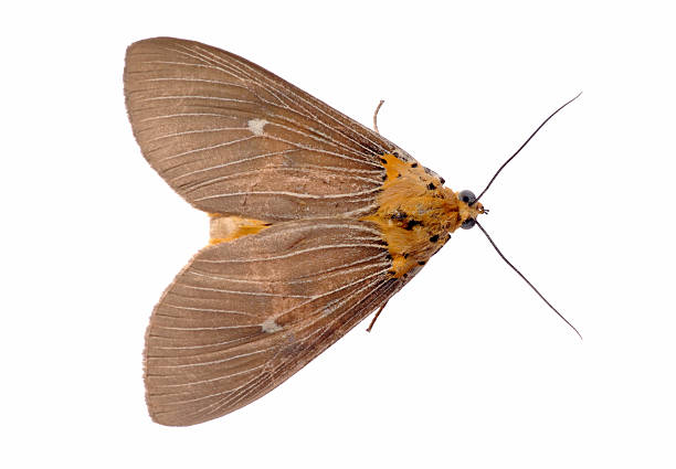 Aerial view of orange and brown moth facing to right Close-up photo of a moth, on white background moth photos stock pictures, royalty-free photos & images