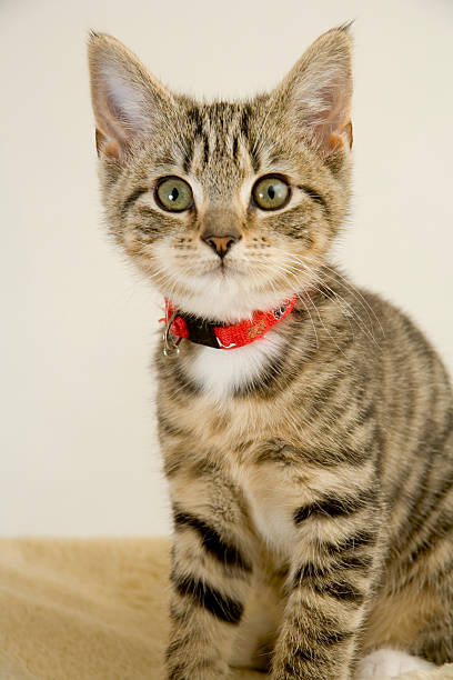 istock Cute kitten staring wide eyed at the camera 172868863