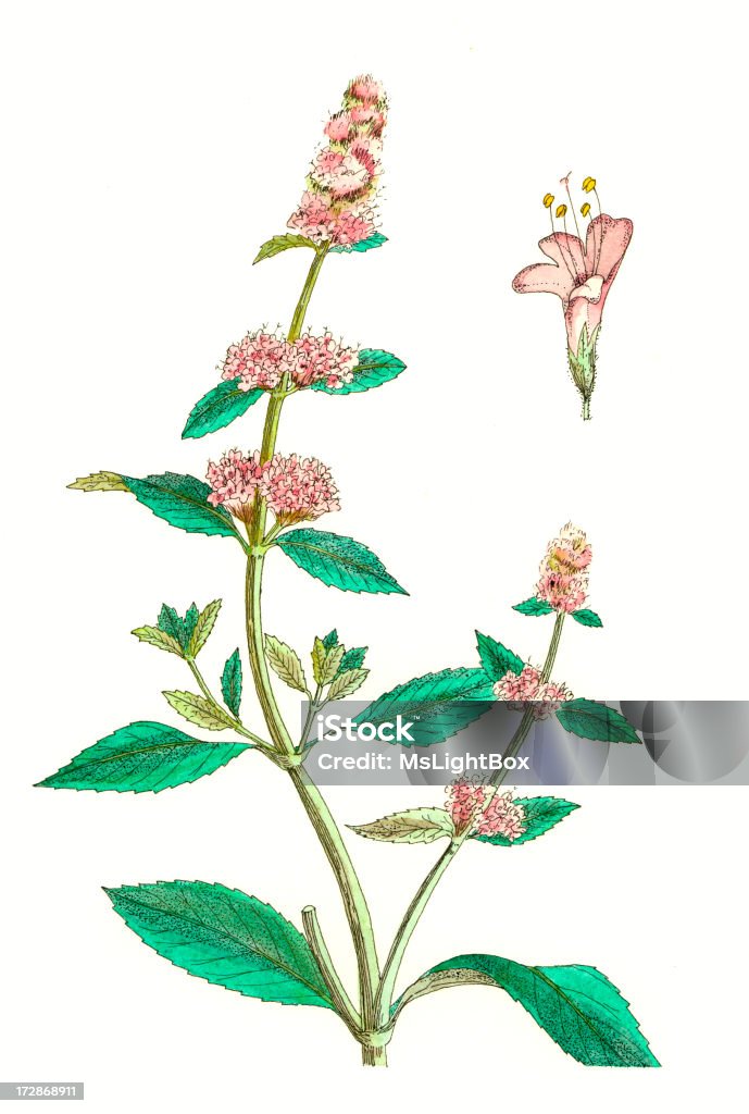 Botanical Plant. "Mint, Chinese Herbal Medicine plant. Black ink and watercolor drawing by Mayumi Terao." Agriculture stock illustration