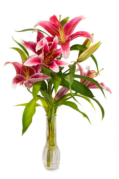 Lilies  stock photo