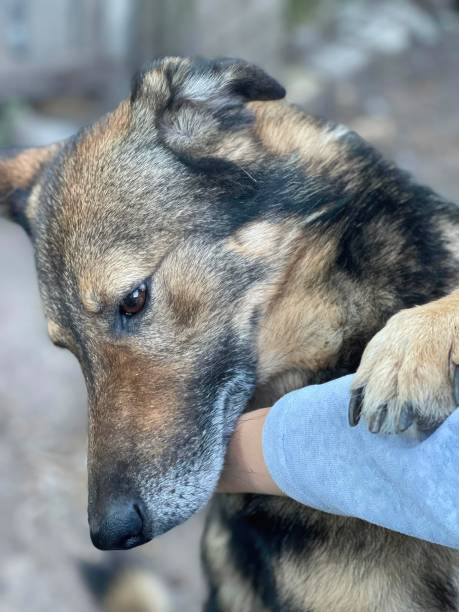 istock A boy pets a mongrel dog. Animal shelter advertisement 1728690690