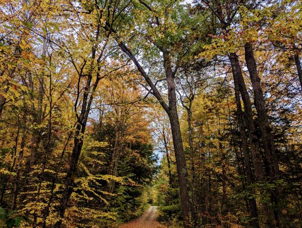 istock Autumn in the country 1728690759