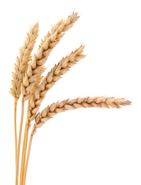 istock Ears of wheat. 1728692471