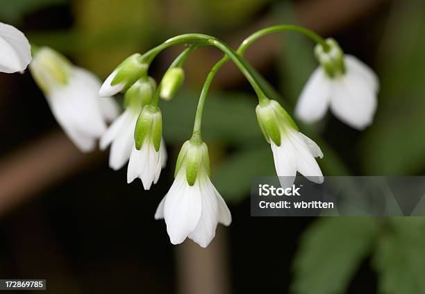 Toothwort Stockfoto und mehr Bilder von Abgeschiedenheit - Abgeschiedenheit, Appalachen-Region, Baumblüte