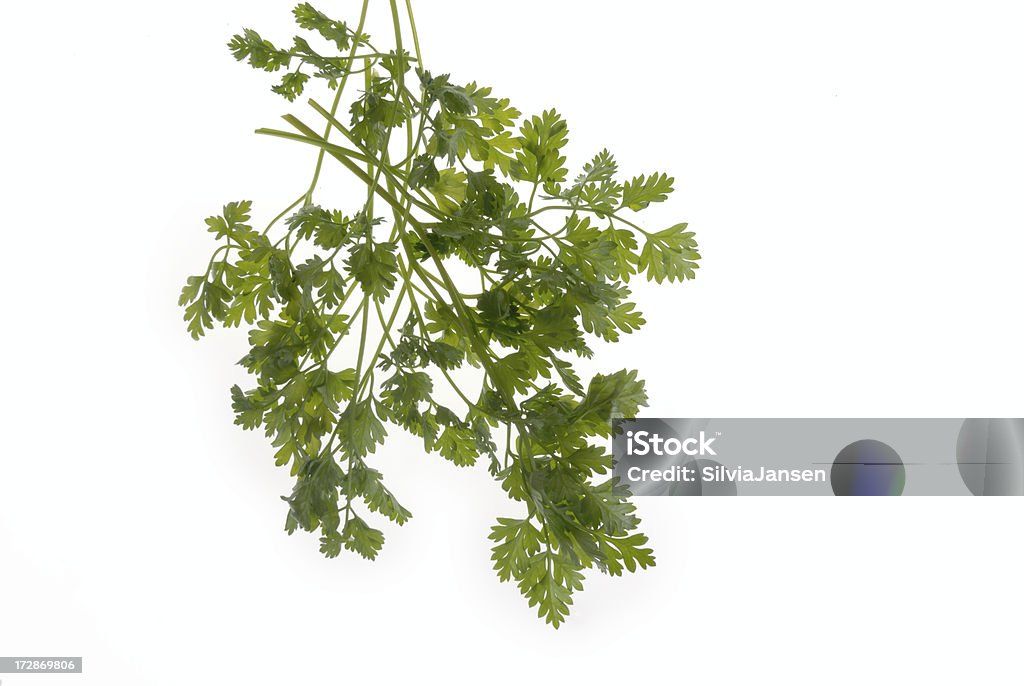 chervil a bunch of chervil, anthriscus cerefolium, on white Bunch Stock Photo