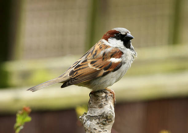 house sparrow (passer domesticus) - house sparrow stockfoto's en -beelden