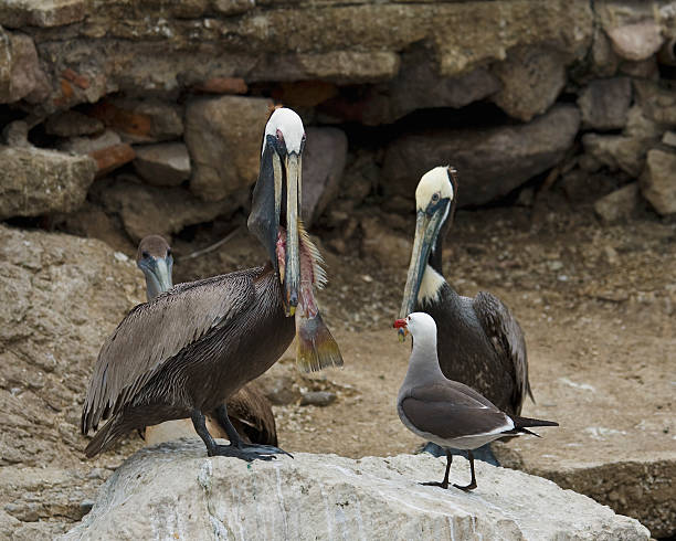 istock Brown Pelican and Heerman's Gull. Mexico 172870143