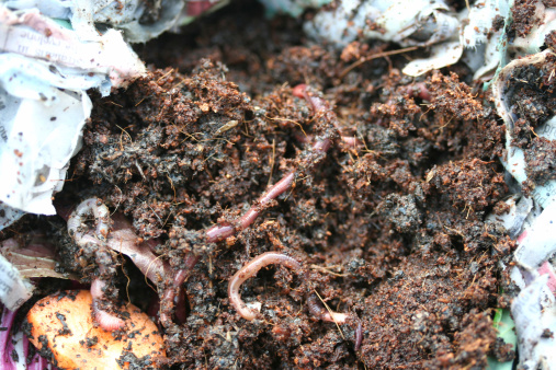 Larva of Japanese rhinoceros beetle. Rhinoceros beetle larva at pupal stage. Japanese rhinoceros beetle in the field.