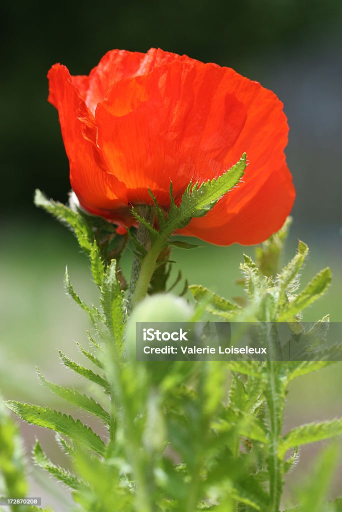 Poppies - Foto de stock de Alto contraste royalty-free