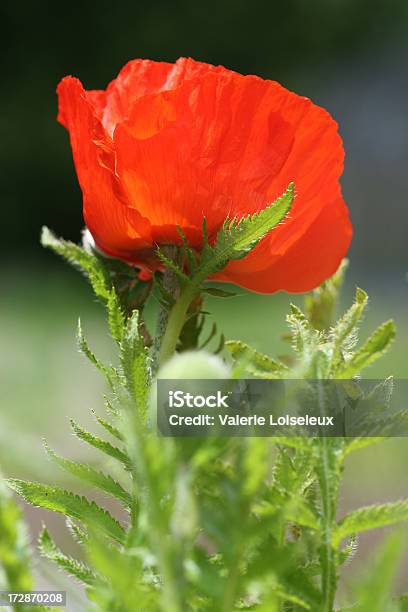 Foto de Poppies e mais fotos de stock de Alto contraste - Alto contraste, Beleza natural - Natureza, Botão - Estágio de flora