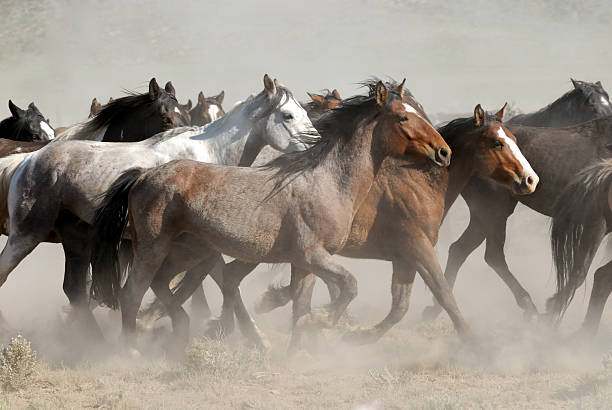 istock Horses Running in Cloud of Dust 172870215