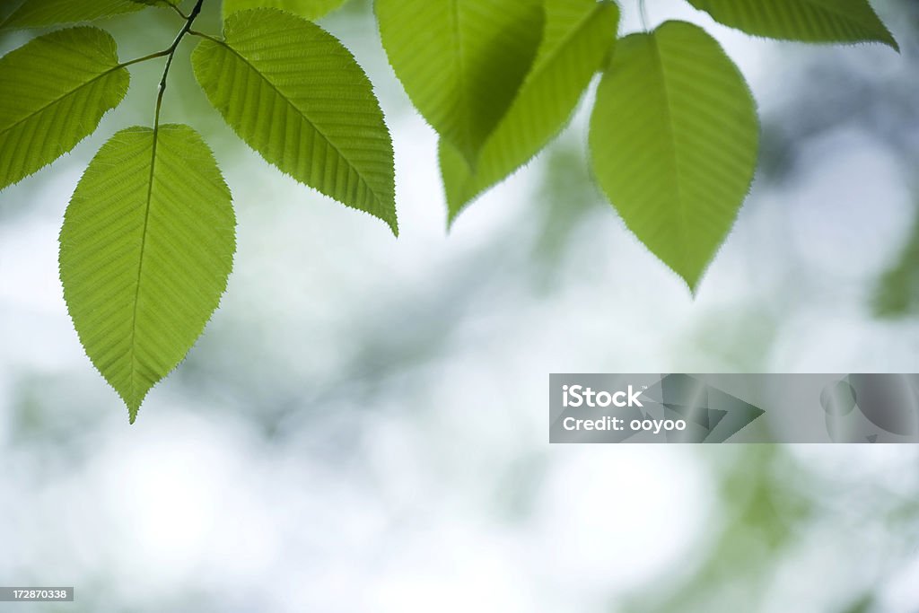 Frescas hojas primer plano - Foto de stock de Aire libre libre de derechos