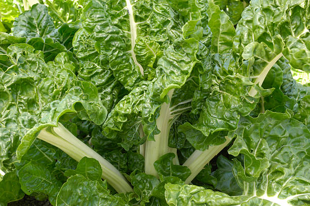 istock Swiss Chard Growing in Field 172870483