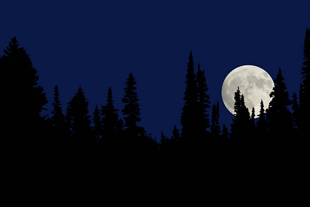 a full moon at night in the forest - moon forest bildbanksfoton och bilder