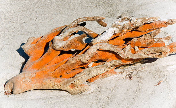 Orange Coral on the Beach stock photo