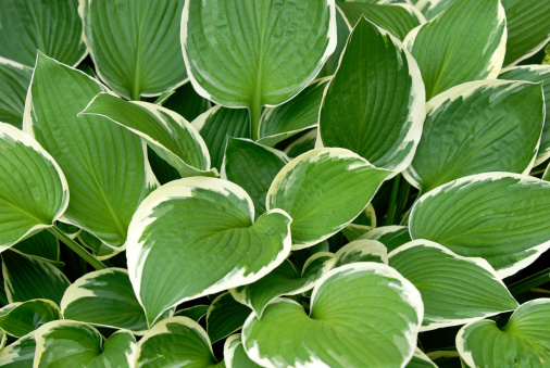 Lush green Hosta plant with many leaves
