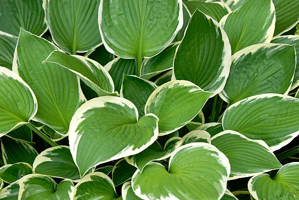 Variegated Hosta Beautiful Hosta plant hosta photos stock pictures, royalty-free photos & images