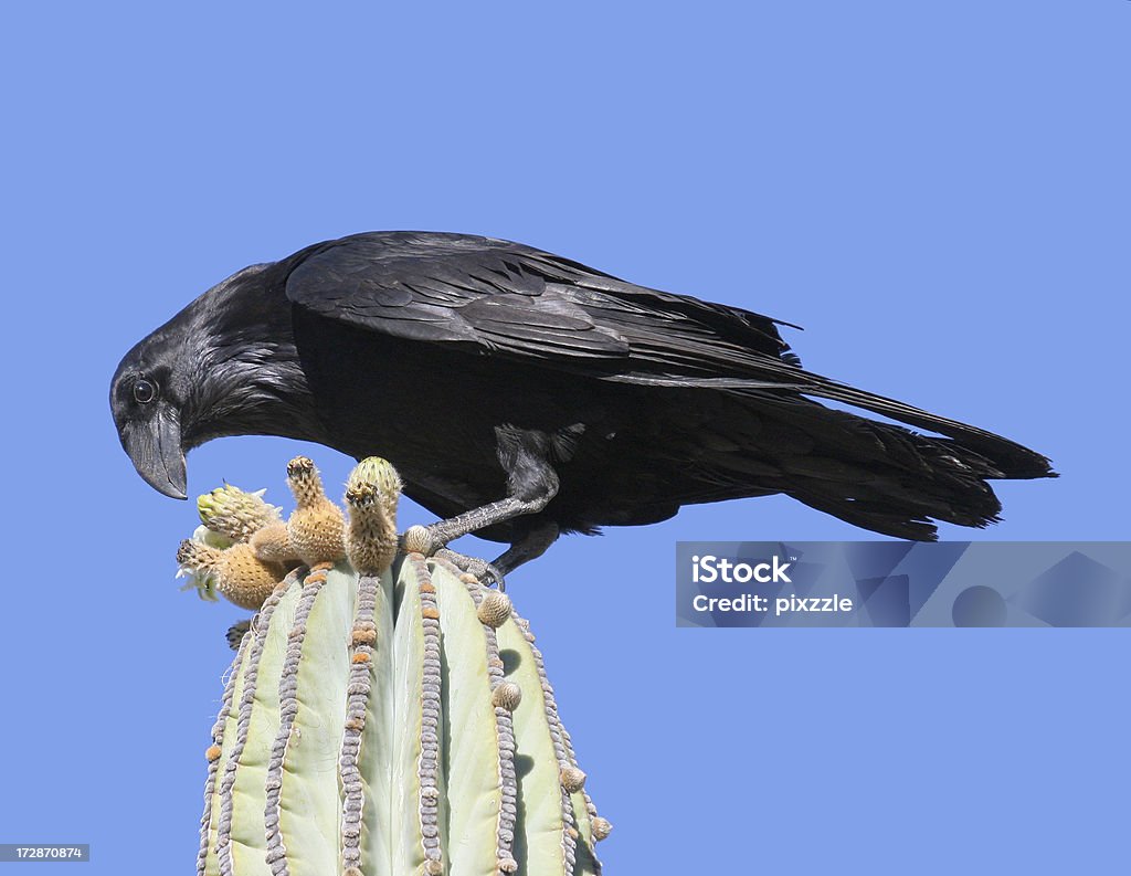 Raven on Cactus "A raven picking at the flowers of a cardon cactus, Baja, Mexico. sky is solid blue" Looking Down Stock Photo