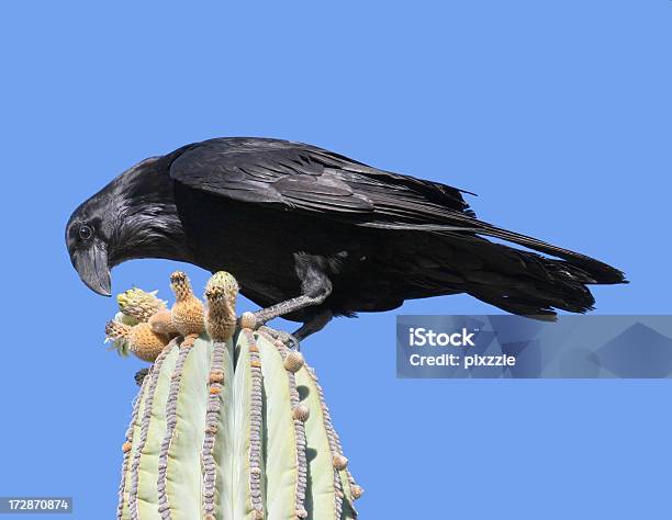 Raven On Cactus Stock Photo - Download Image Now - Looking Down, Raven - Bird, Cactus