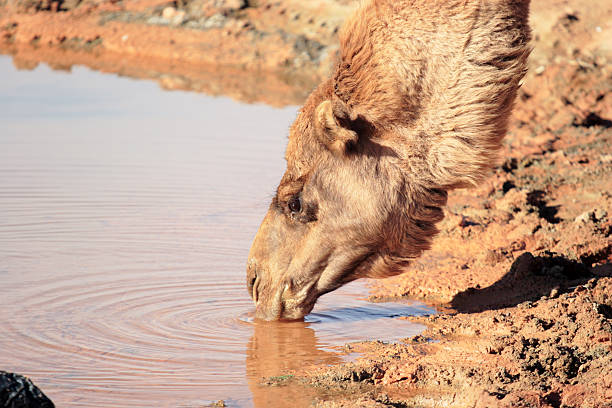 Thirsty camel - Photo