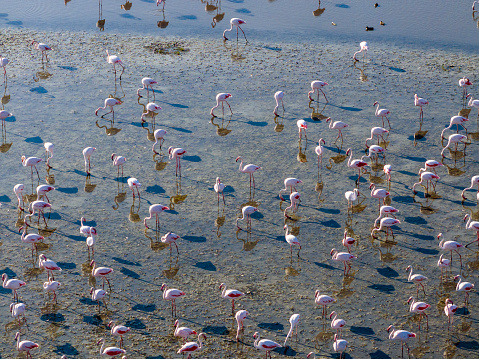 Flock of beautiful flamingo on blue lagoon of Mediterranean Sea. Costa Blanca. San Pedro del Pinatar. Spain