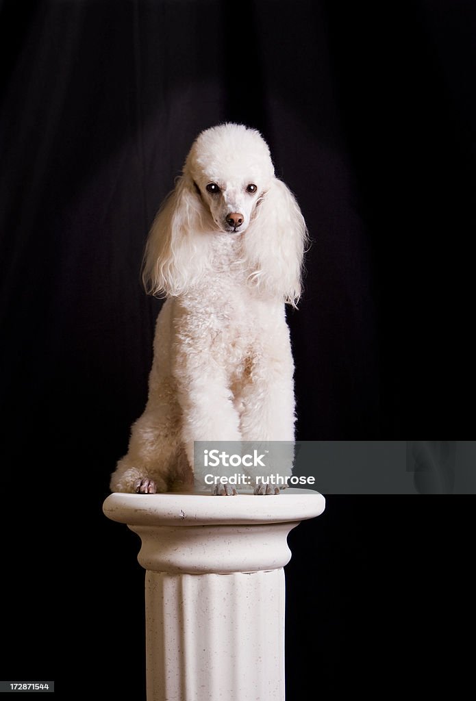 Dog Art Statue or Poodle on a Pedestal Poodle posing atop a Greek column pedestal as if its a classical style statue. Vertical orientation on black background with copy space. Studio shot. Dog Stock Photo