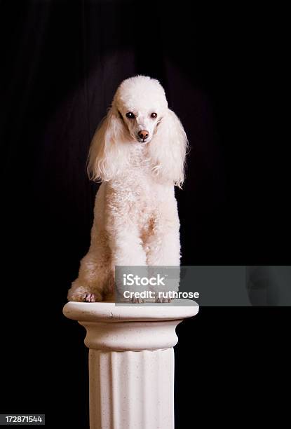 Dog Art Statue Or Poodle On A Pedestal Stock Photo - Download Image Now - Dog, Architectural Column, Pedestal