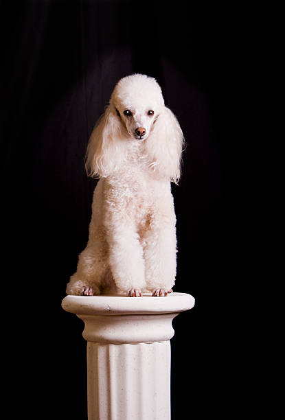 собака искусство-статуя или пудель на пьедестал - poodle pedestal column greek culture стоковые фото и изображения