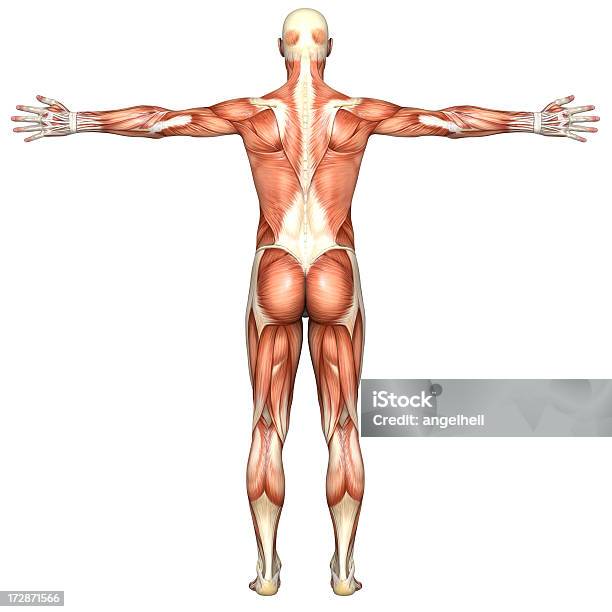 Menschlichen Körper Eines Mannes Mit Muskeln Stockfoto und mehr Bilder von Schulter - Schulter, Anatomie, Muskulös