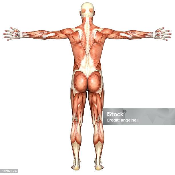 Cuerpo Humano De Un Hombre Con Los Músculos Foto de stock y más banco de imágenes de Hombro - Hombro, Anatomía, Musculoso