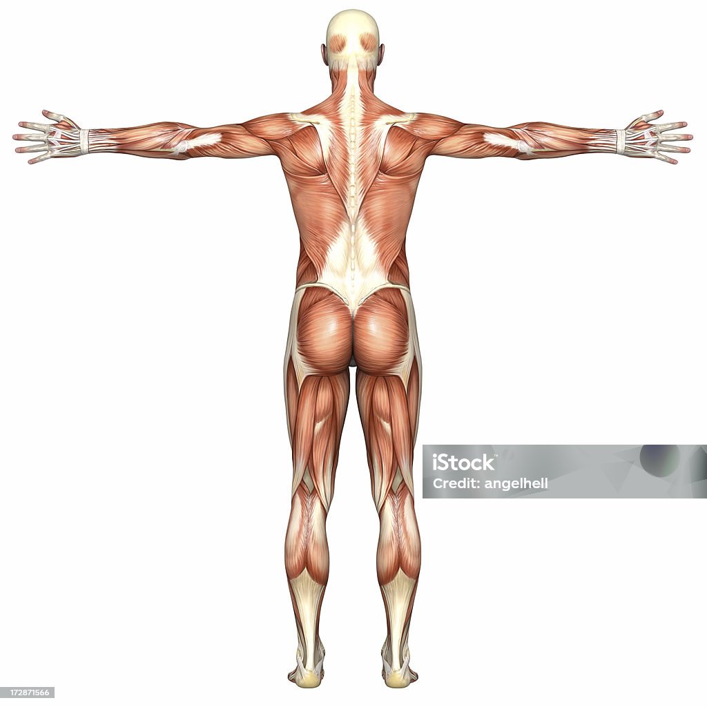 휴머니즘 시체 선으로나 남자의 근육 - 로열티 프리 어깨 스톡 사진