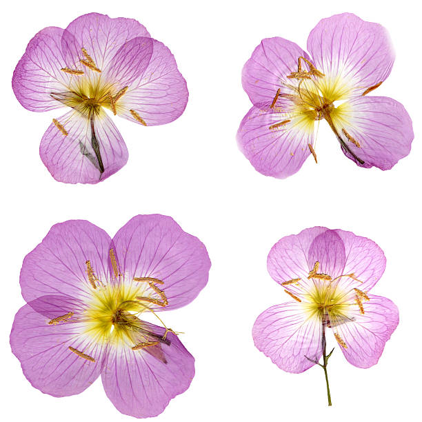 istock Primroses Isolated on White XXXL 172871721