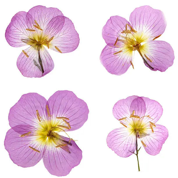 Image of four pink/purple pressed/dried primroses isolated on a white background. Great design elements. See more images utilizing these flowers in my portfolio.