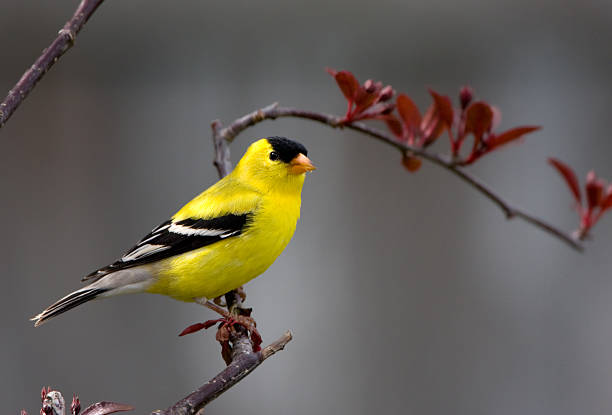 istock American Goldfinch - Male 172871802