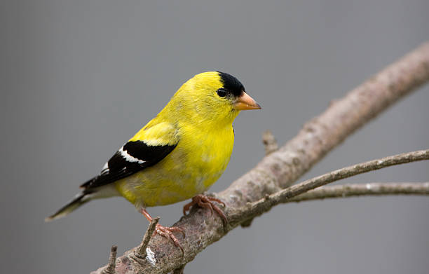 istock American Goldfinch - Male 172871812