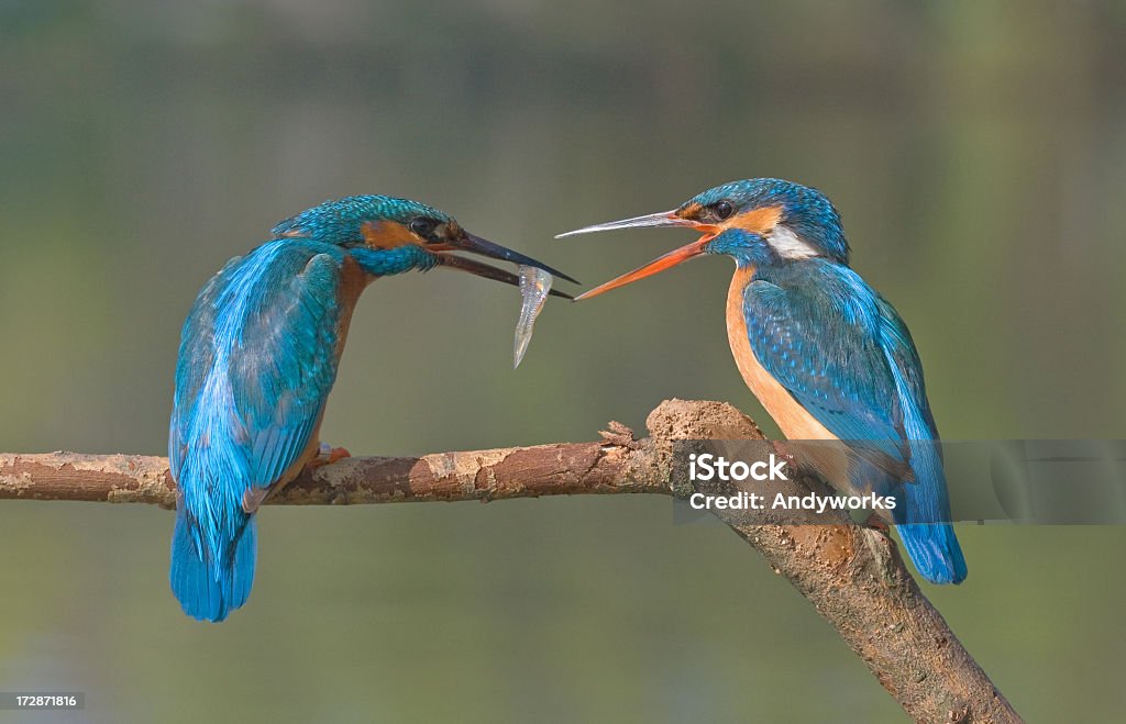 Meine Fish - Lizenzfrei Blau Stock-Foto