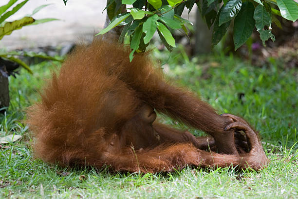 Orangotango tocando - foto de acervo