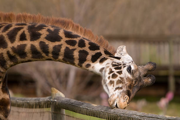 giraffe stock photo