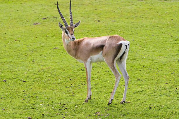 Impala stock photo