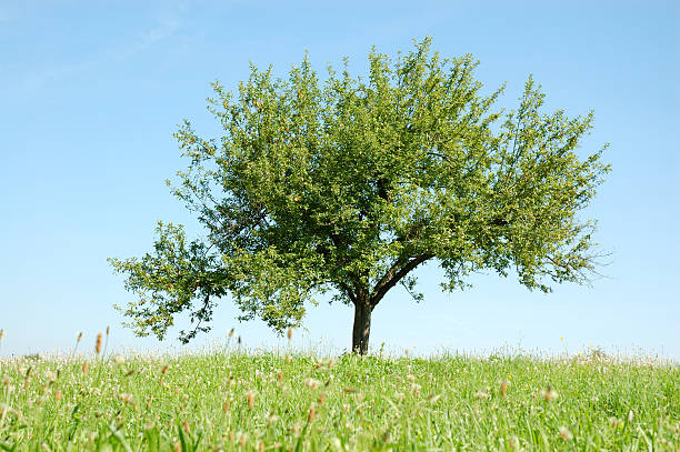 Solitaire árvore - foto de acervo