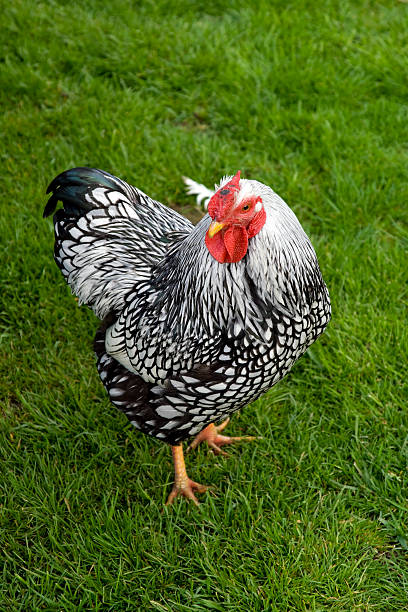 A silver laced Wyandotte cockerel strutting his stuff and turning his head at speed (blur on neck)!