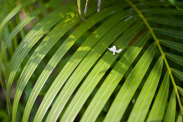Fiore bianco a contrasto sul Ramo di palma - foto stock