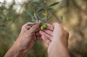 Female hands holding olive crops