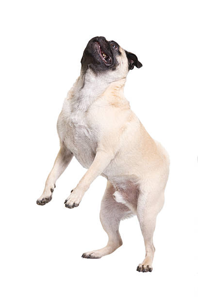 Pug on hind legs stock photo